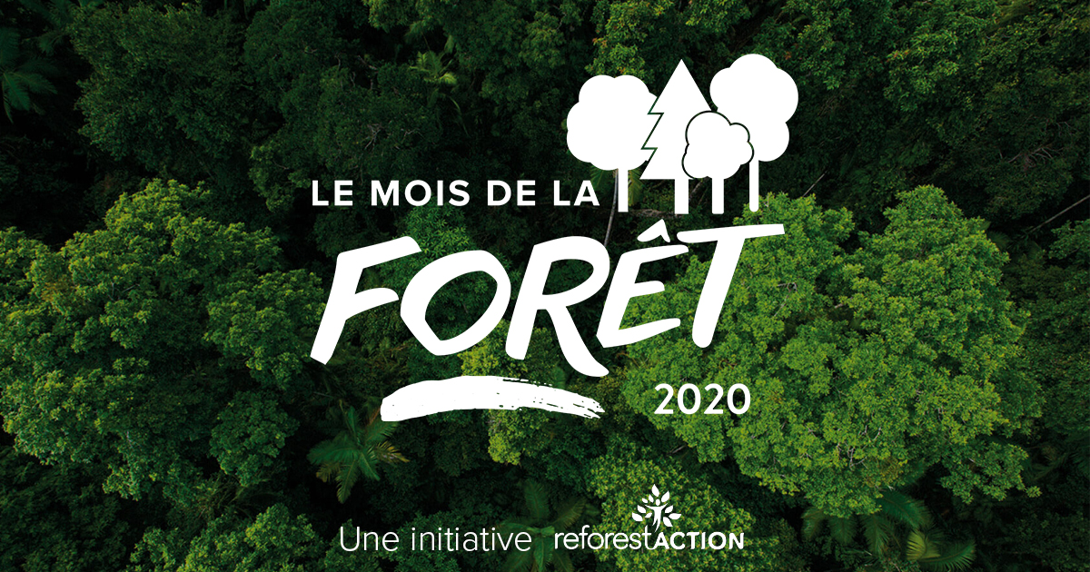 Plantons des arbres en mars : le mois de la forêt !