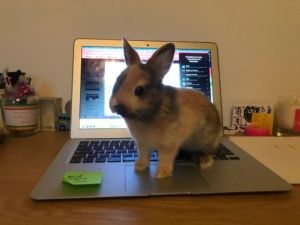 image lapin mignon sur un clavier d'ordinateur
