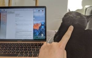 image chat rigolo dans un écran d'ordinateur