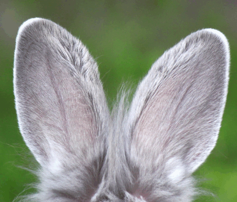 Maîtriser l’Écoute Active au Travail