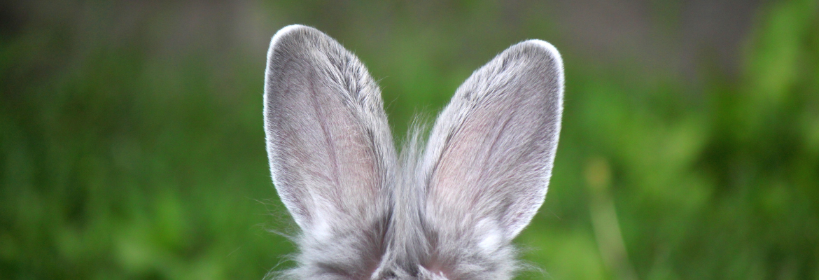 Comment maîtriser l’écoute active au travail ?